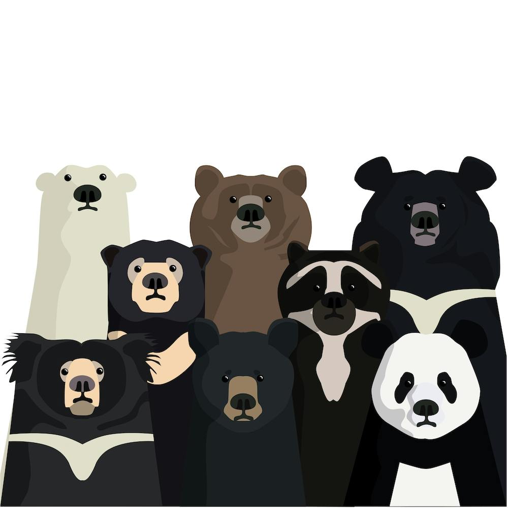 Bear Family Portrait
