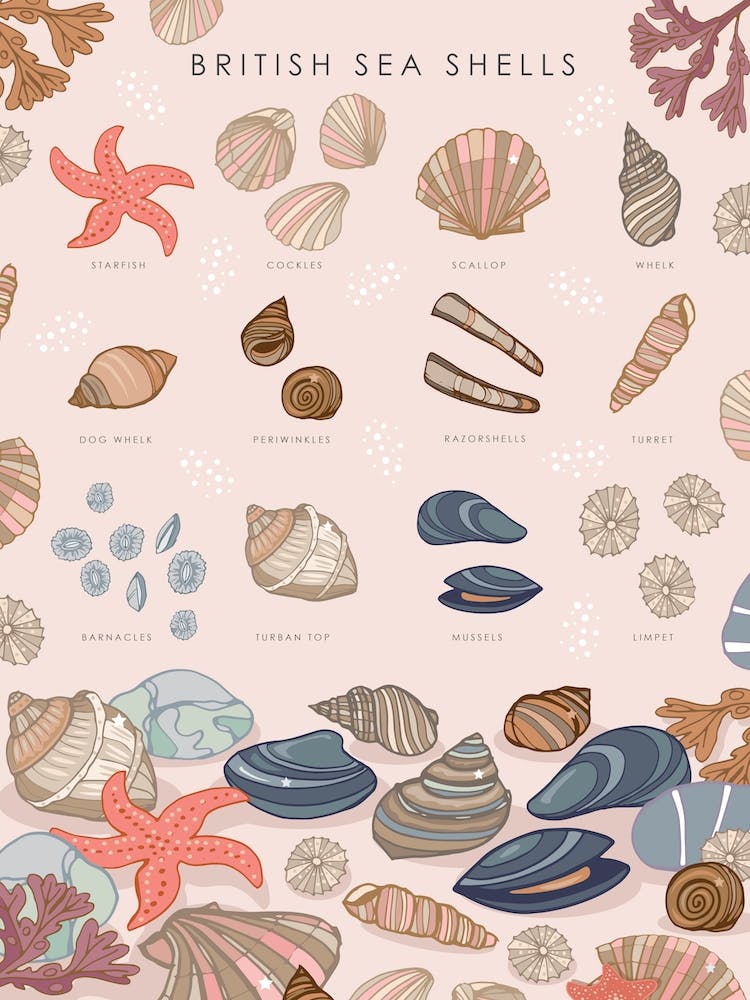 British Sea Shells