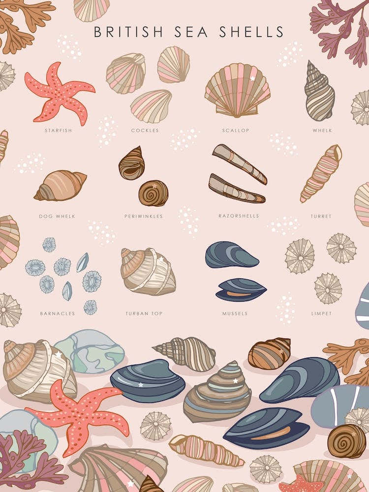 British Sea Shells