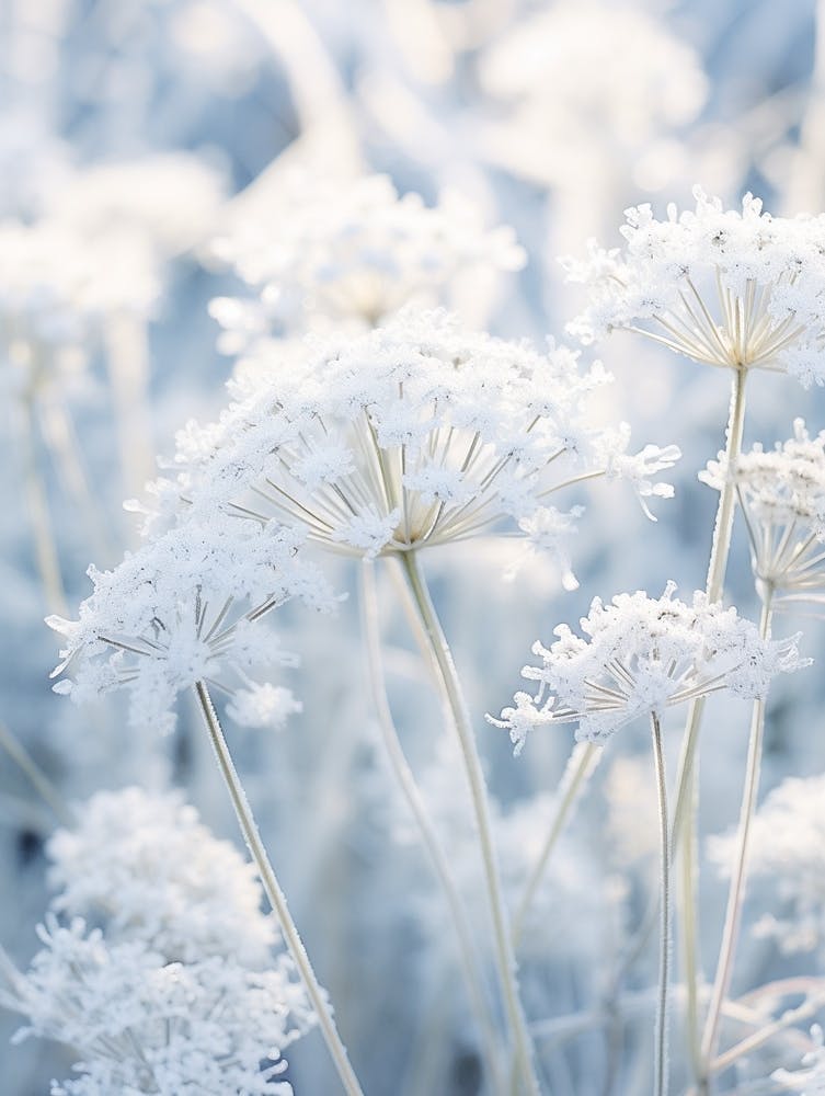 Frosty Botanical Queen Annes Lace 5