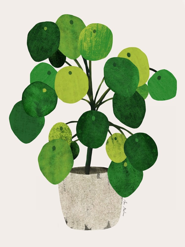 Pilea plant