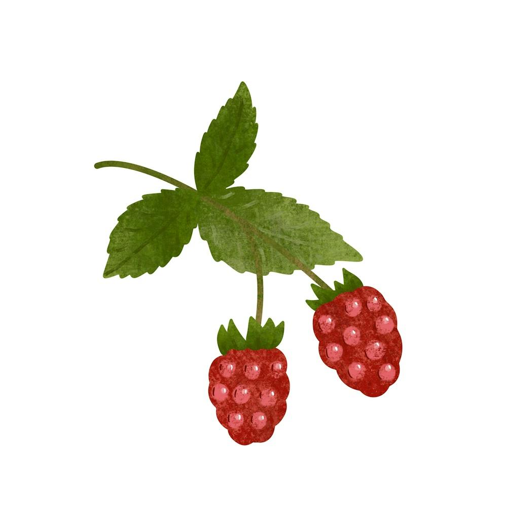 Raspberries branch