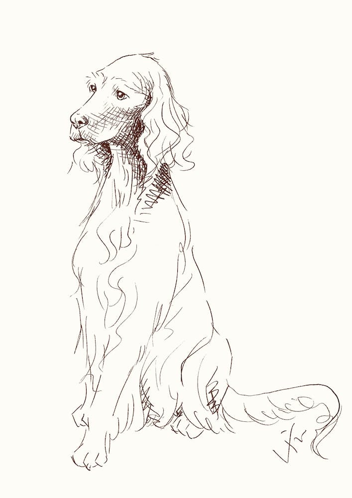 Sketch Of Teddy