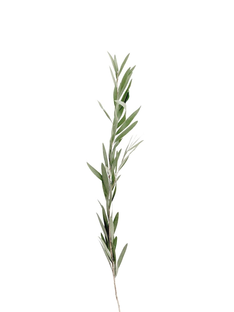 Rosemary Plant