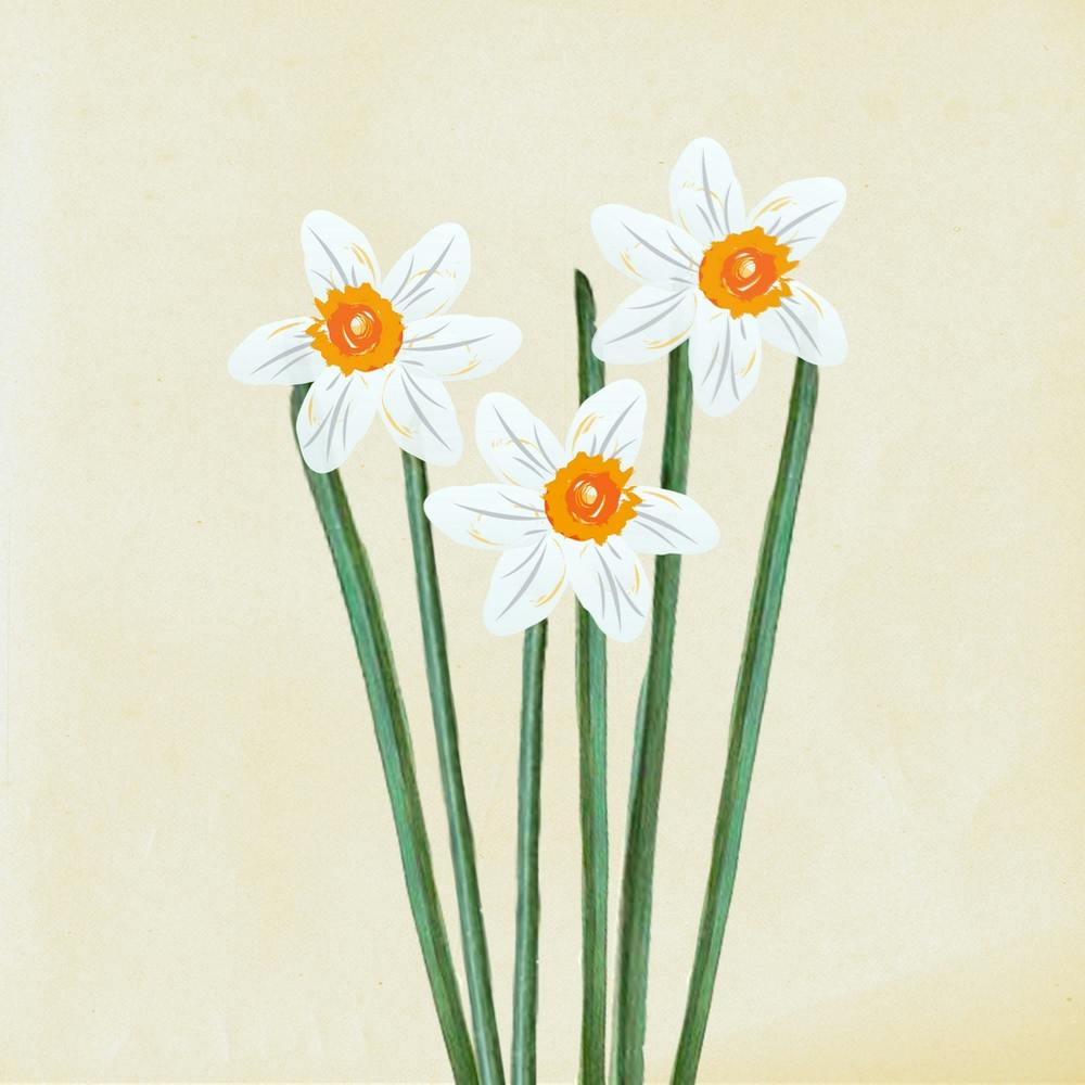 White Daffodils