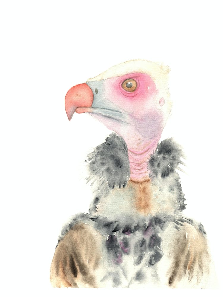 Vulture bird