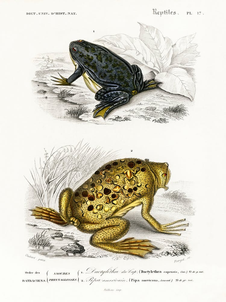 Shrinking Frog (Pseudis Merianae) And Surinam Toad (Pipa Americana), Charles Dessalines D' Orbigny