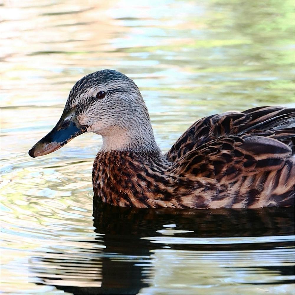 Duck's life