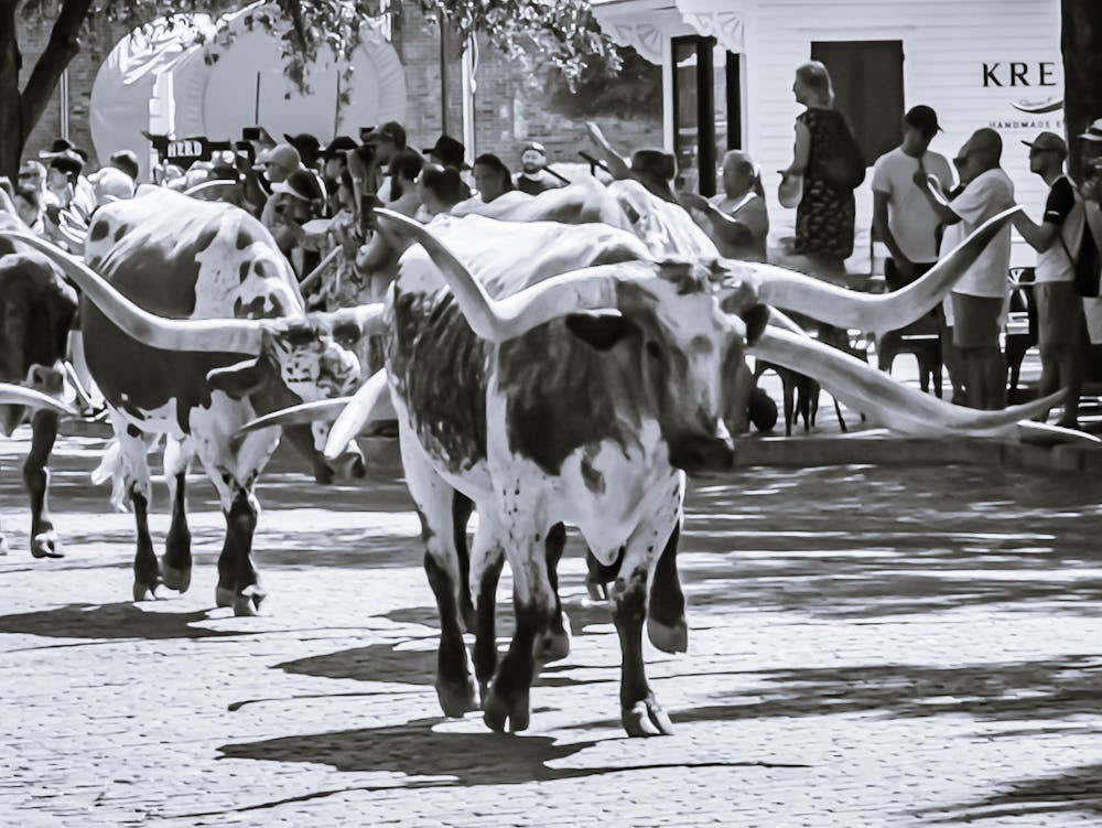 Downtown Fort Worth Texas - Cattle Drive