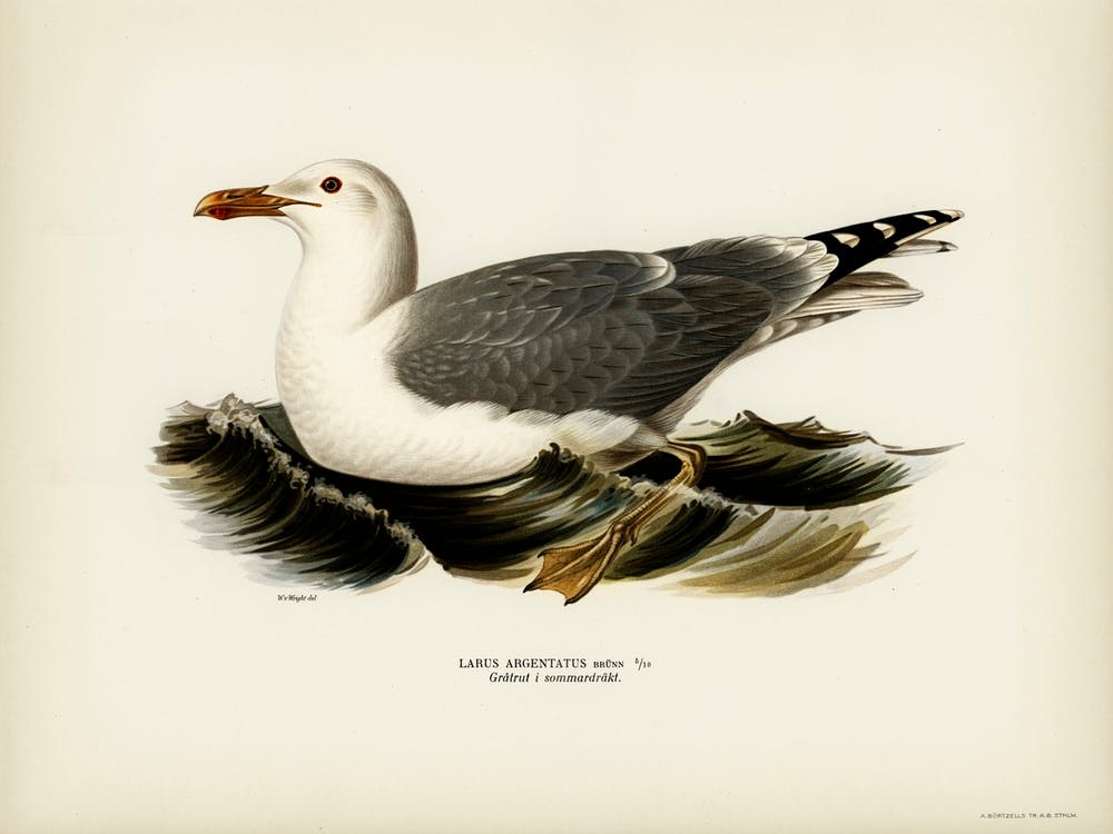 European Herring Gull (Larus Argentatus), The Von Wright Brothers