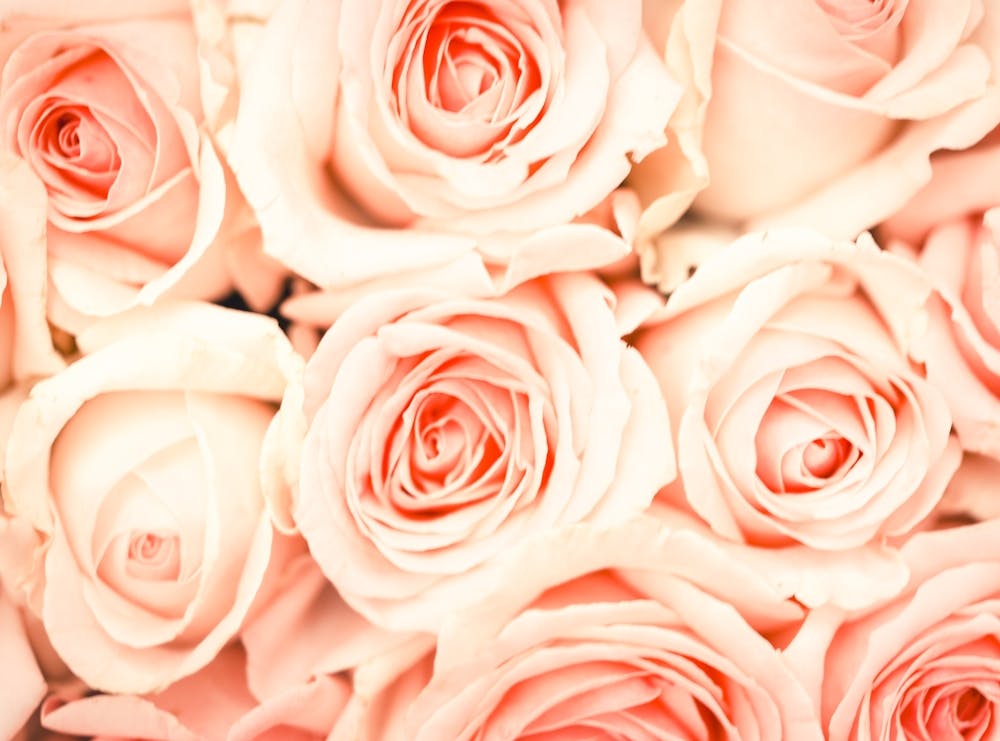 Pink Roses