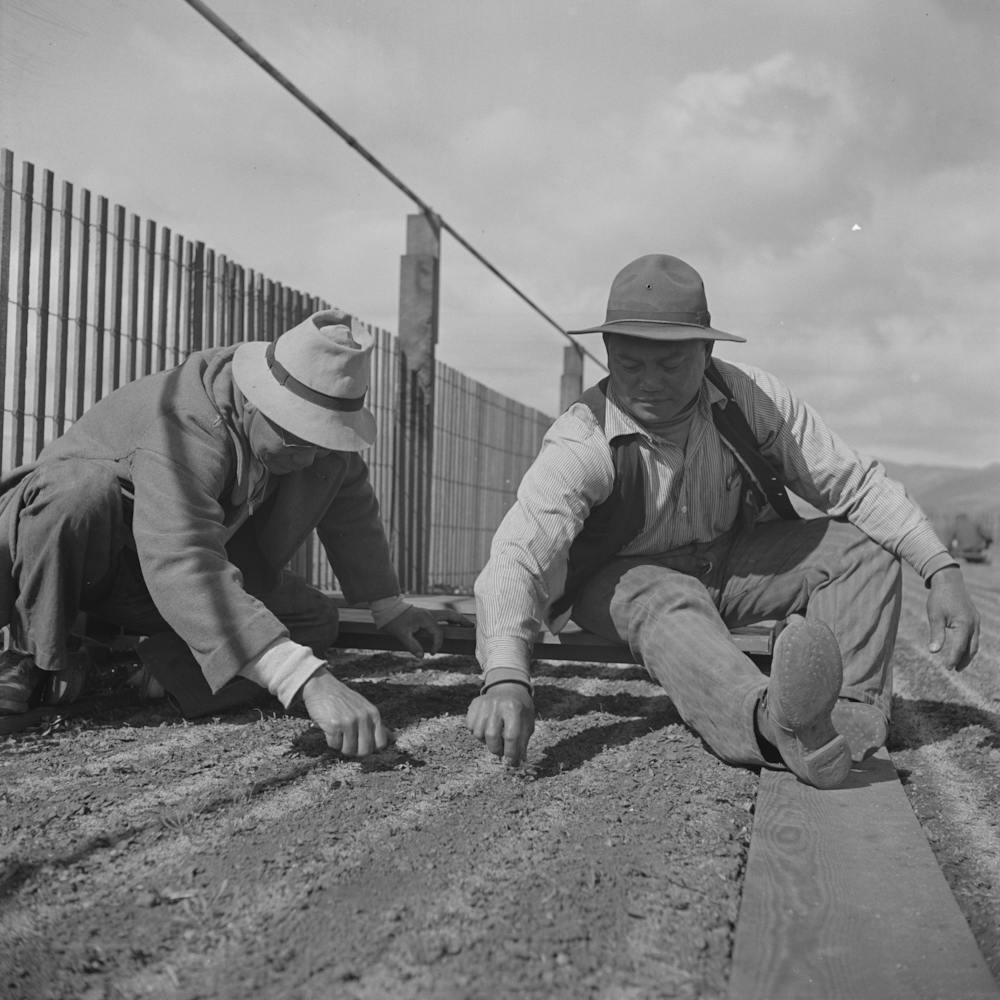 Untitled Photo, Possibly Related To Salinas, California, Weeding Seedbeds In Guayule Nursery By Russell Lee