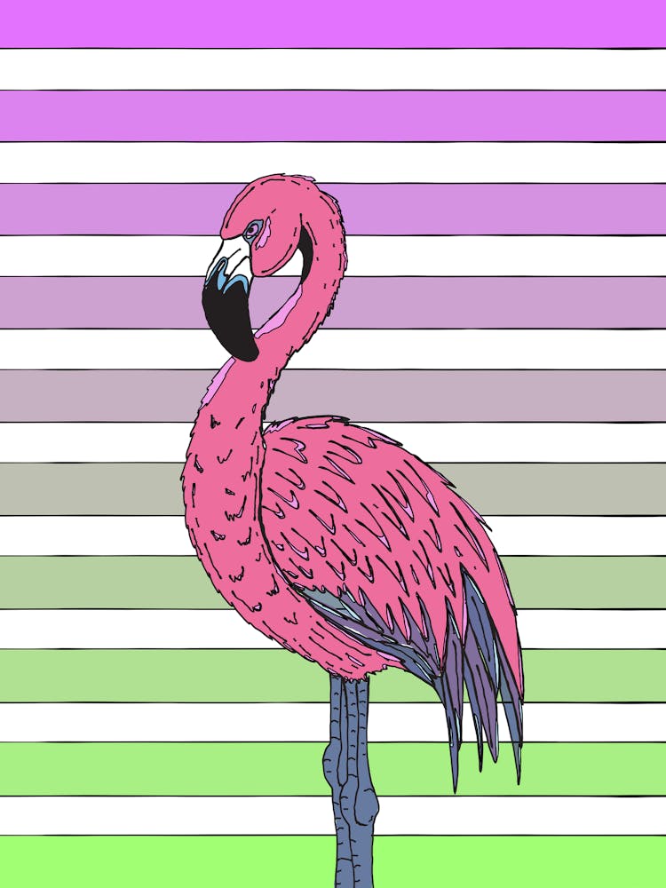 Flamingo Bird