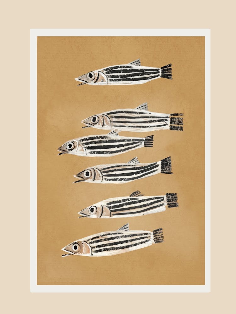 Minimal Fish Study