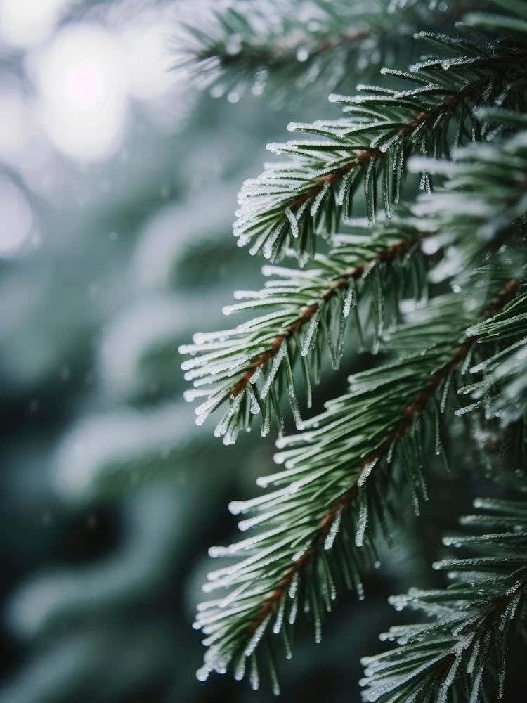 Winter Impressions No 2