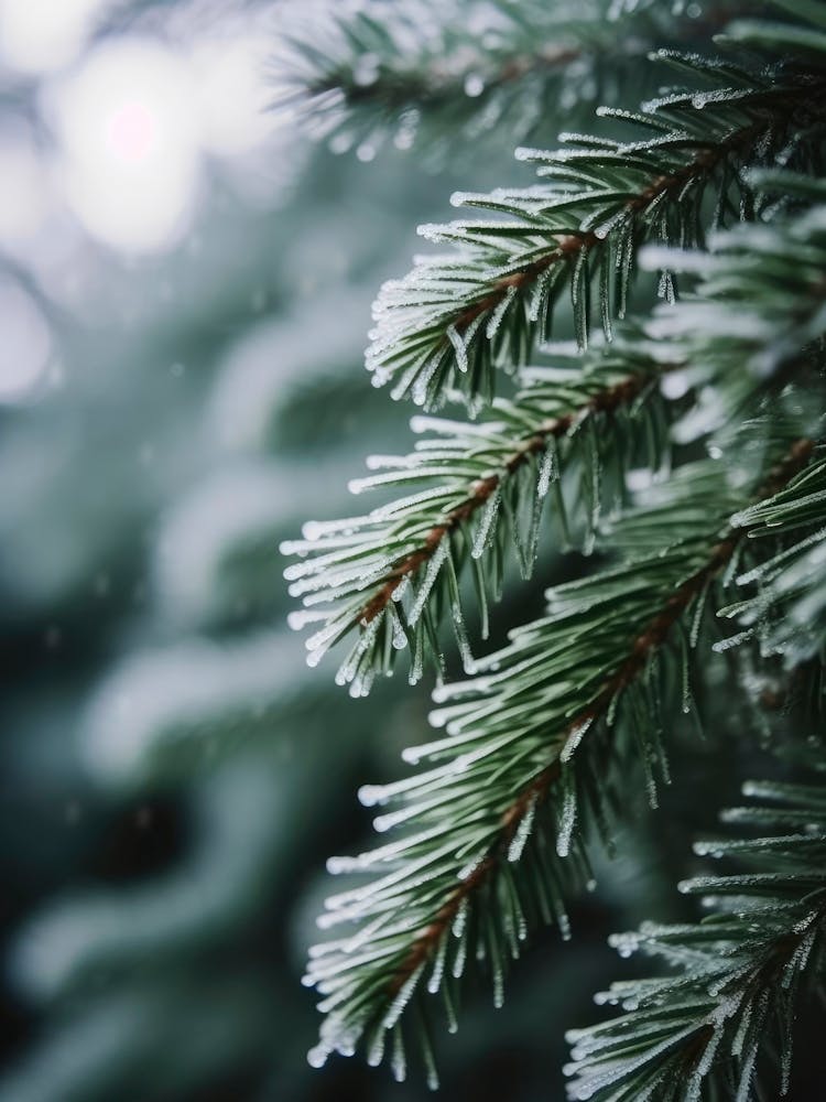 Winter Impressions No 2