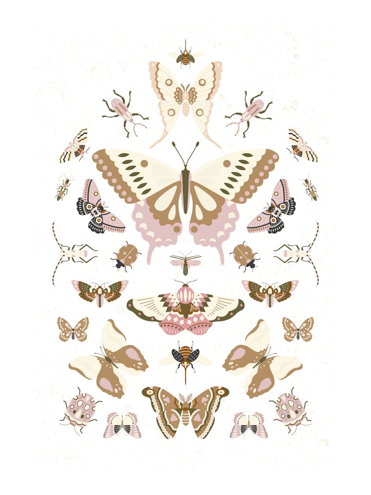Butterflies And Moths