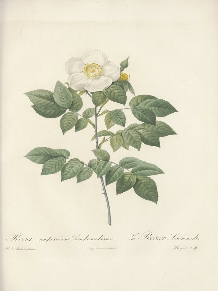 Rose Illustration, Pierre Joseph Redoute (56)