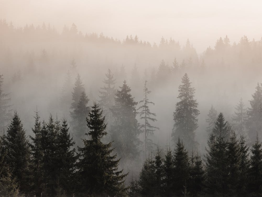 Misty Forest Scenery
