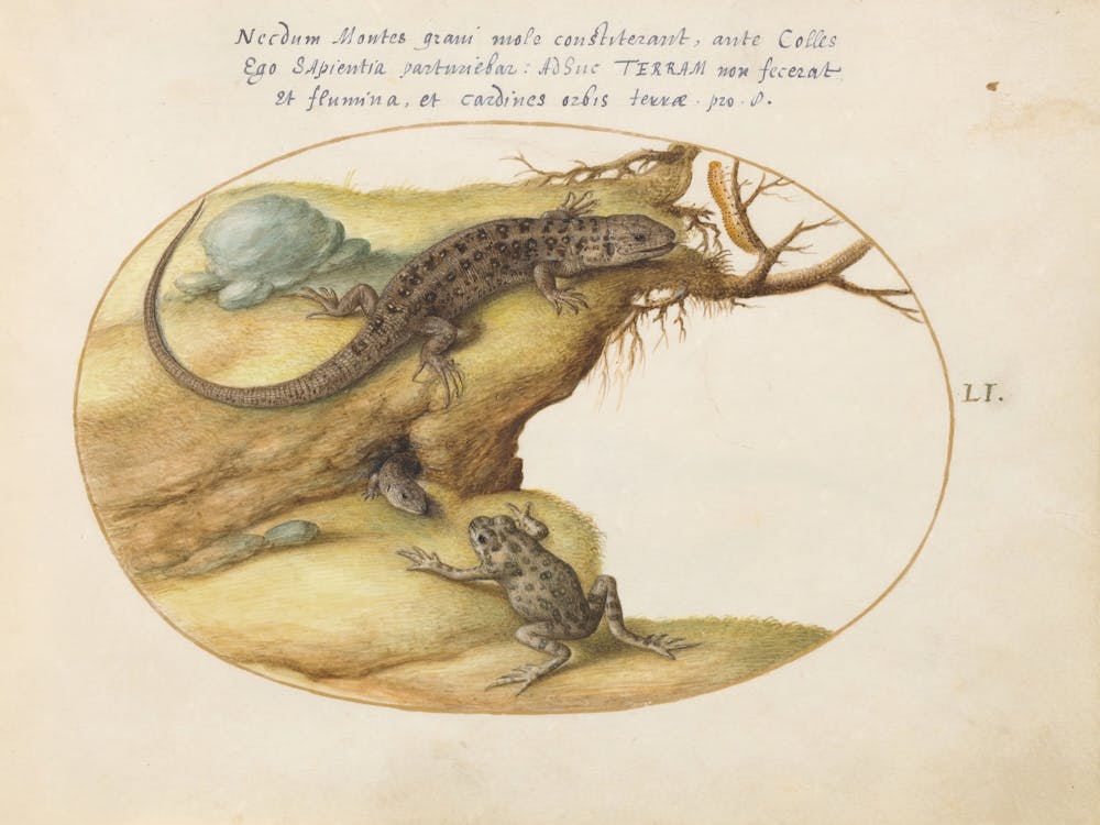 Animalia Qvadrvpedia et Reptilia (c. 1575-1580), Joris Hoefnagel (11)
