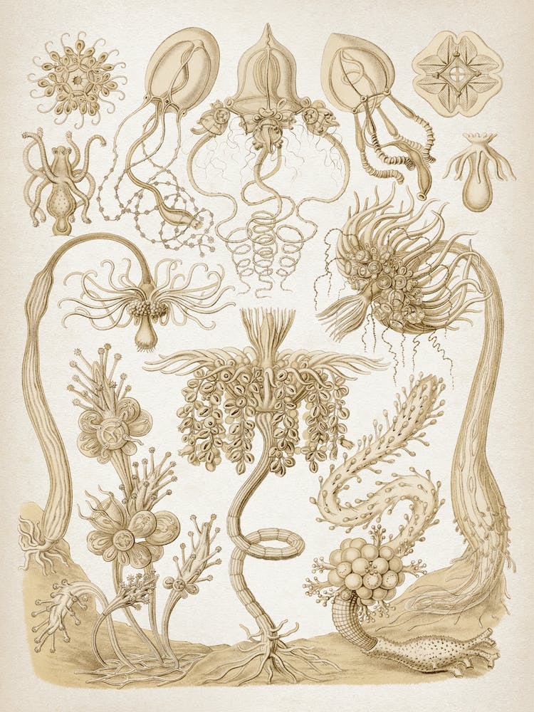 Vintage Haeckel 6 Tafel 6 Röhrenpolypen