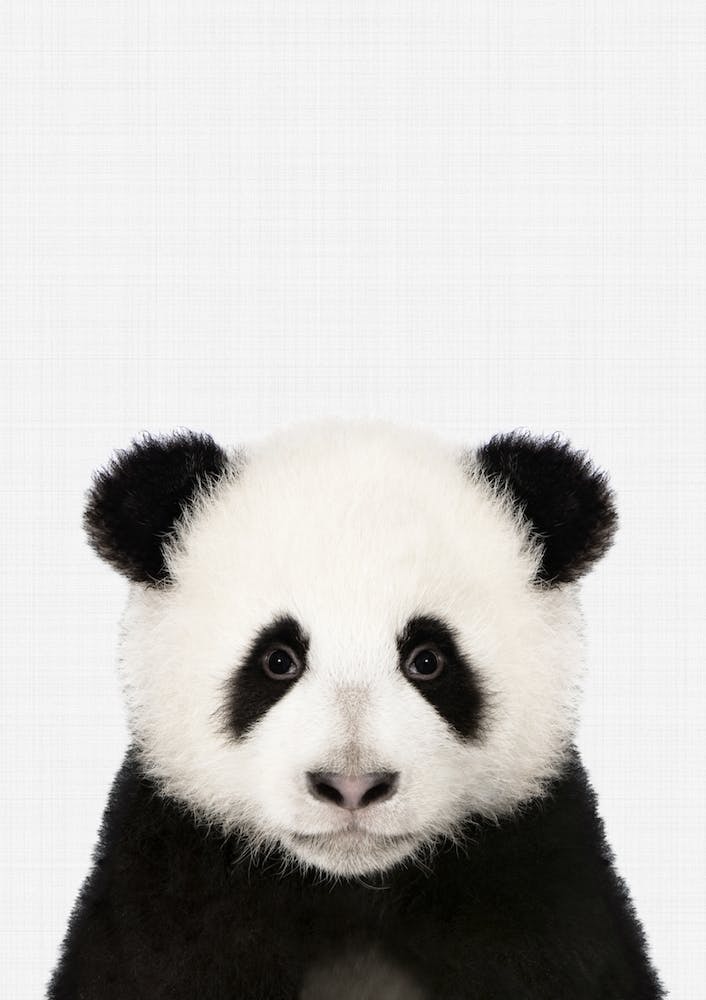 Panda II