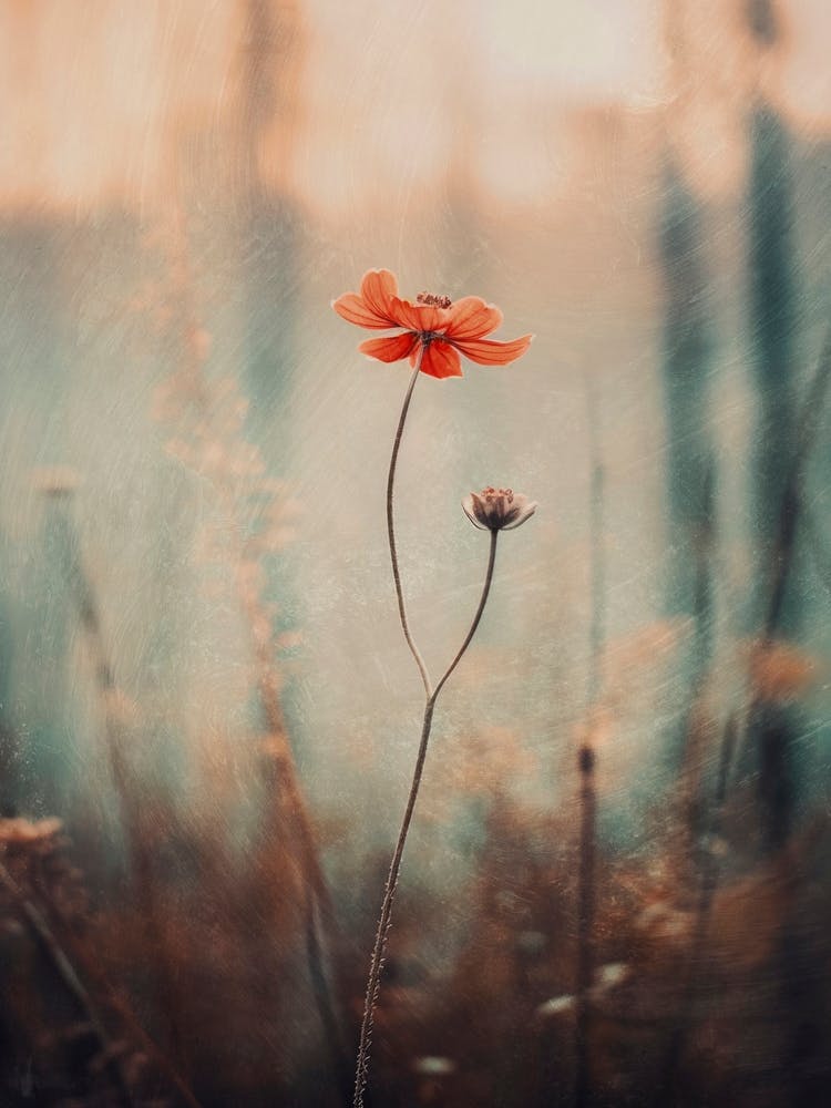 Nostalgic Nature No 3