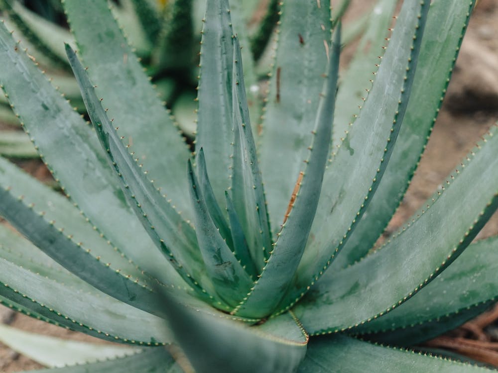 Agave