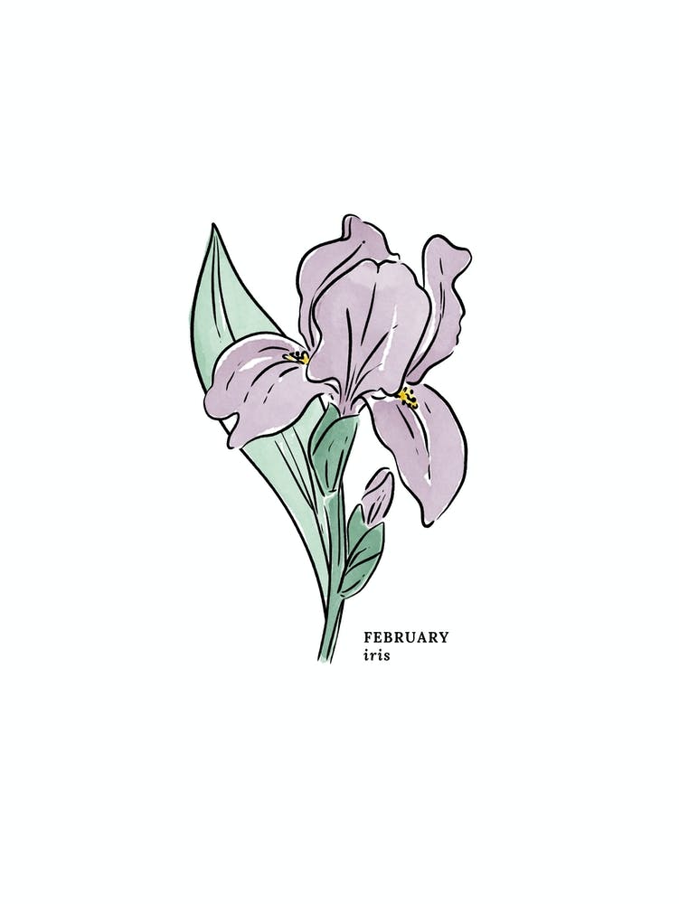 Februar Iris Geburtsblume 1