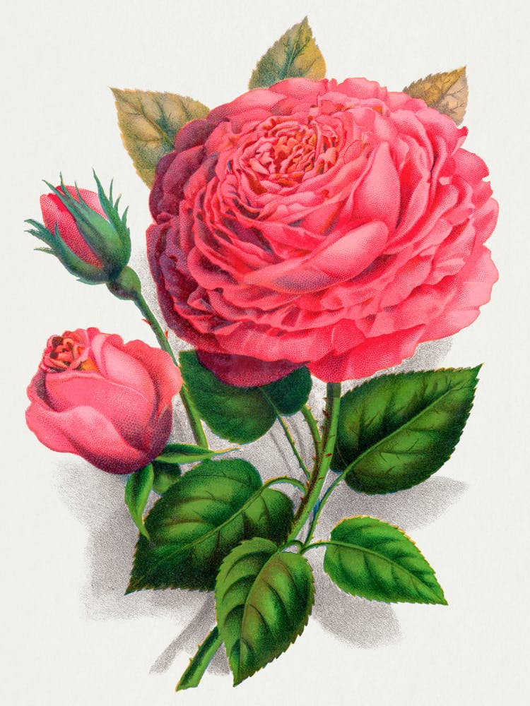 Pink Roses