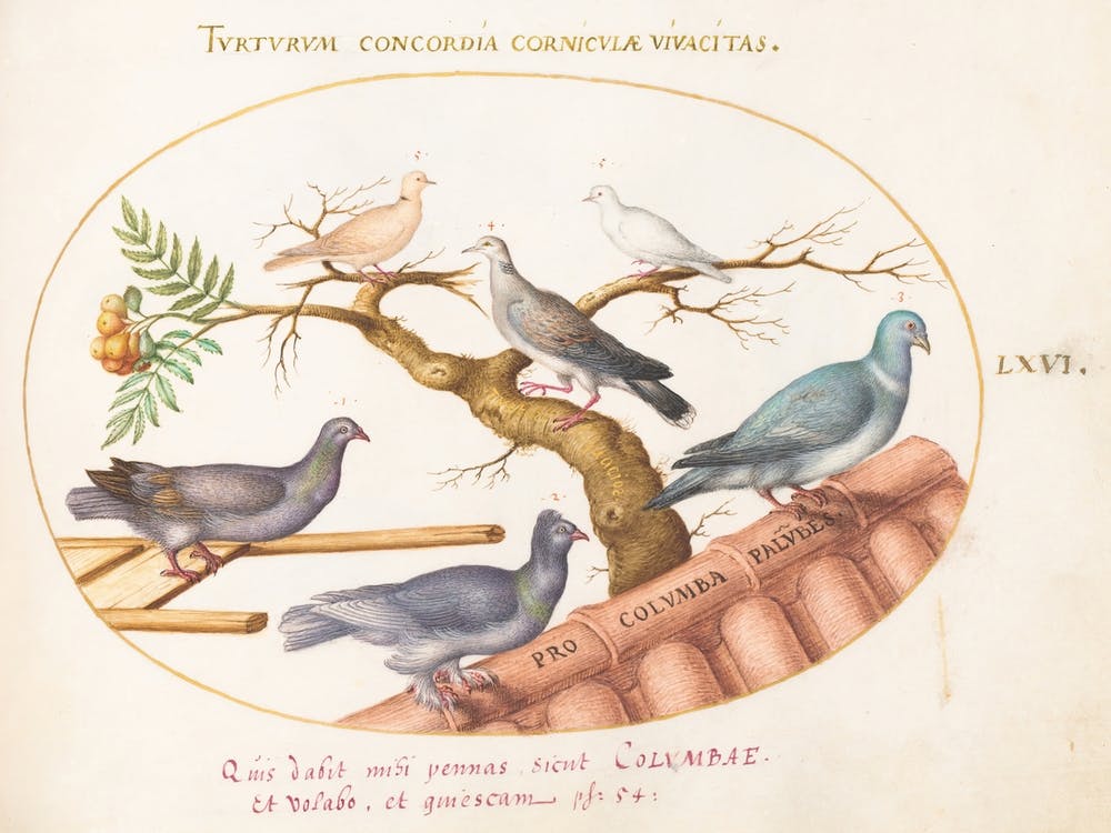 Animalia Volatilia et Amphibia (c. 1575-1580), Joris Hoefnagel (2) 1