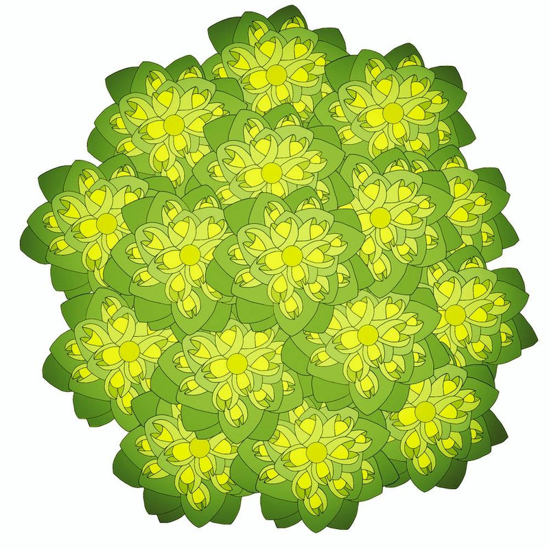 Euphorbia