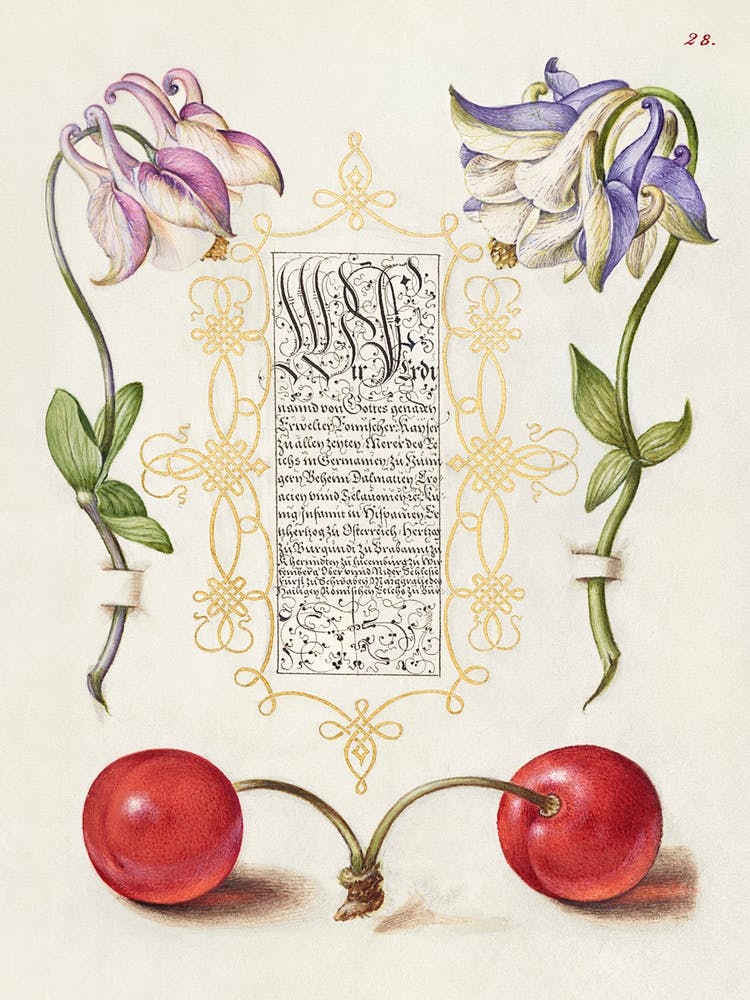 European Columbines And Sweet Cherry From Mira Calligraphiae Monumenta, Joris Hoefnagel