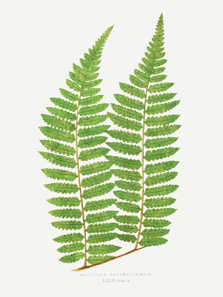 Fern Leaf 1