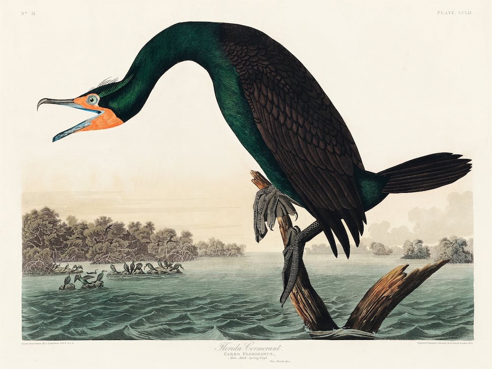 Florida Cormorant   Birds Of America, John James Audubon