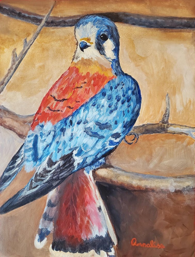 Impression Of An American Kestrel