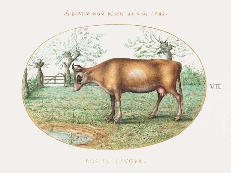 Cow (1575–1580), Joris Hoefnagel