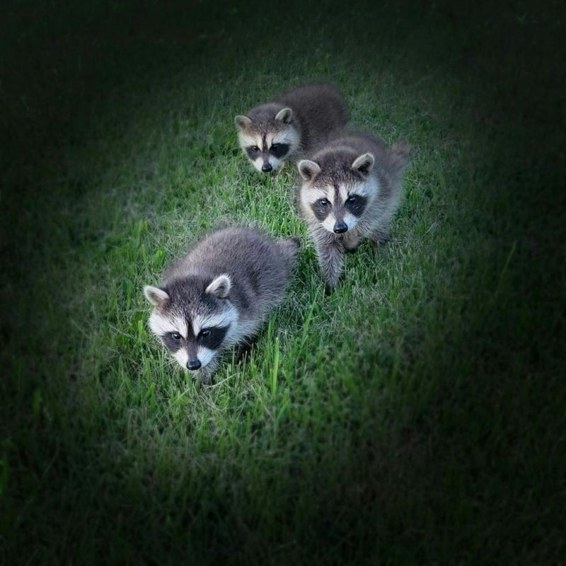 Baby Raccoons