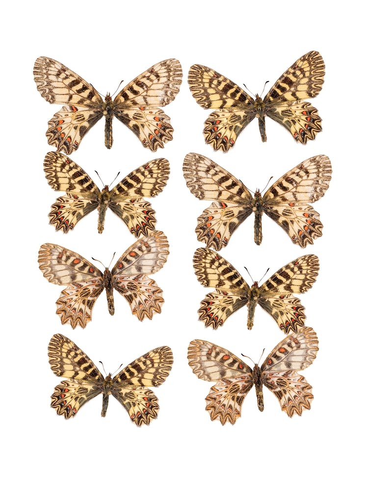 Two Rows Of Butterflies