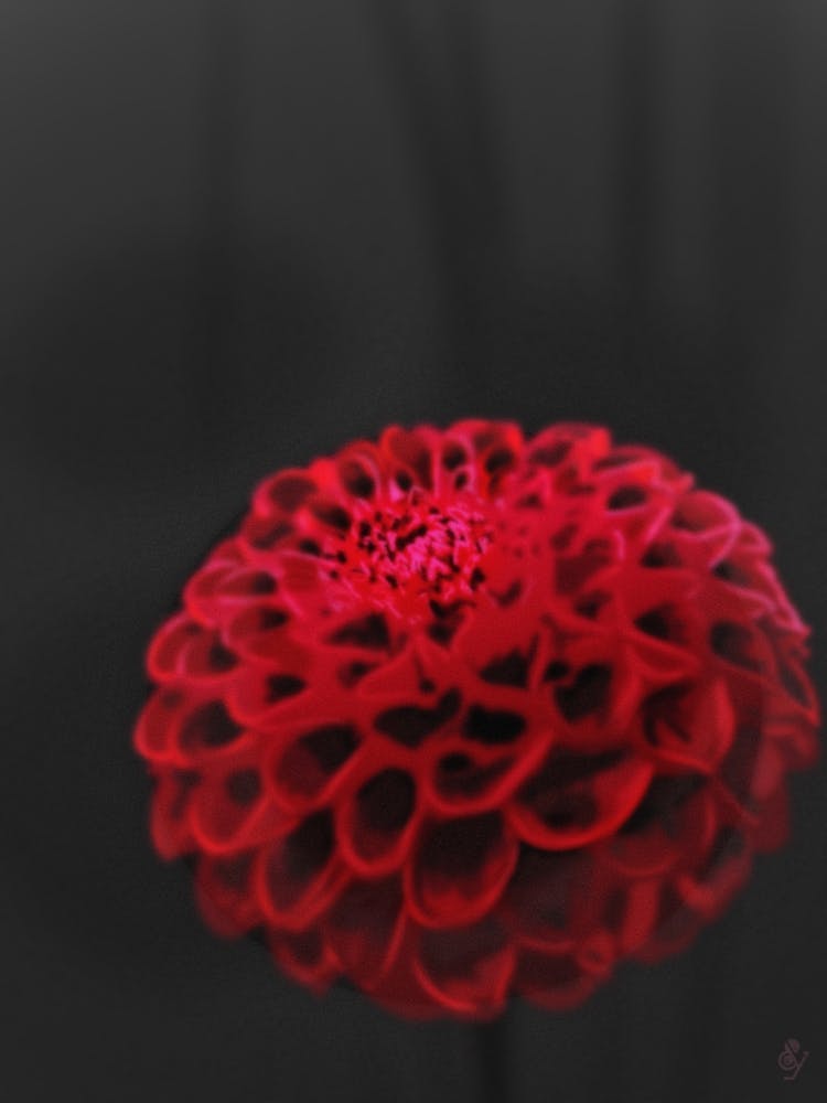 Red Dahlia 1