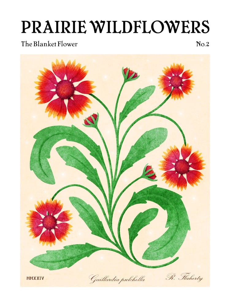 Prairie Wildflowers The Gaillardia