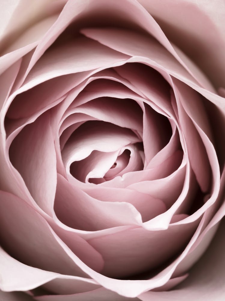Pink Rose Petal Vintage_2066831