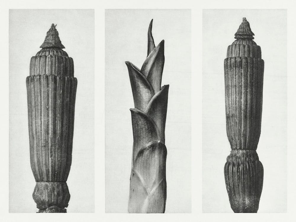 Winter Horsetail And Savannah Wood (1928), Karl Blossfeldt