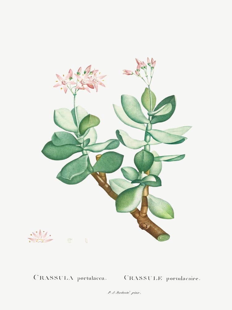 Crassula Portulacea, Pierre Joseph Redoute