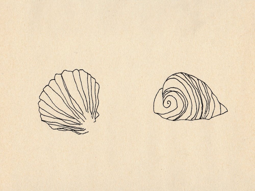 Seashells