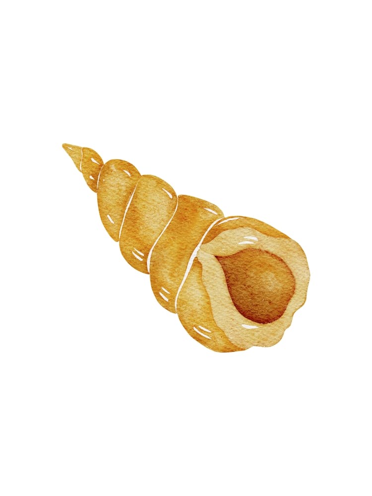 Watercolor Shell Isolated On White Background