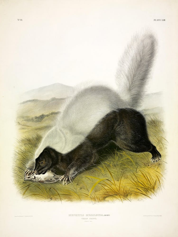 Texan Skunk, John James Audubon