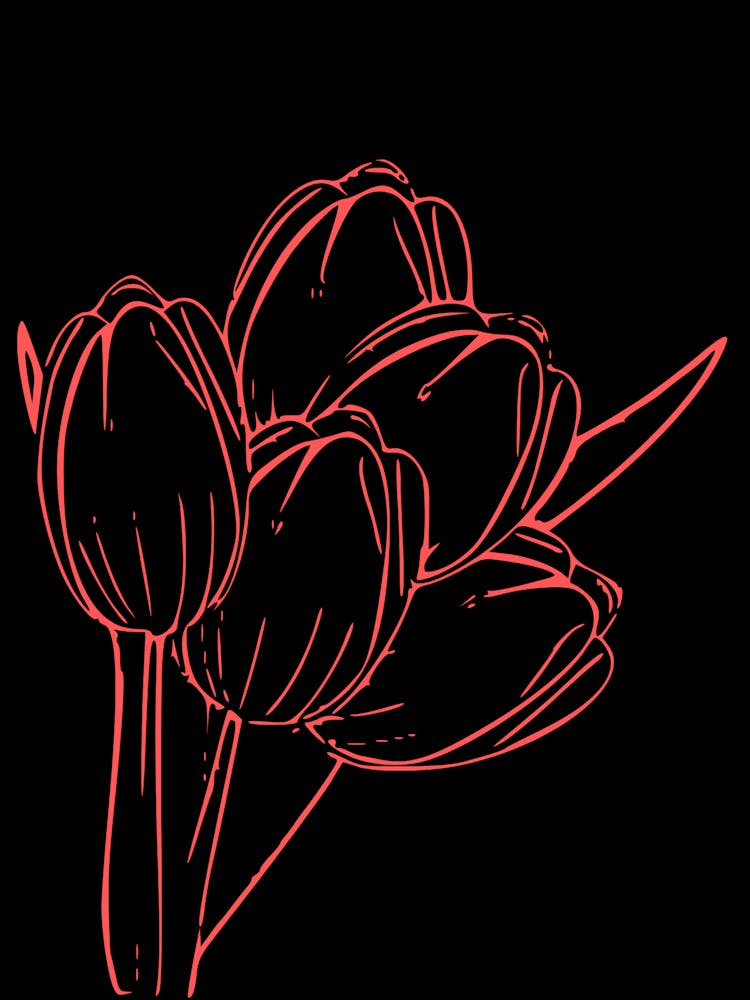 Tulips 8