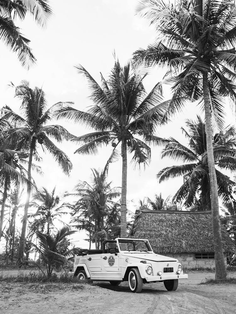 4x4 Car Jeep Hawaii Tropical Palms Drive Botanical 3x4