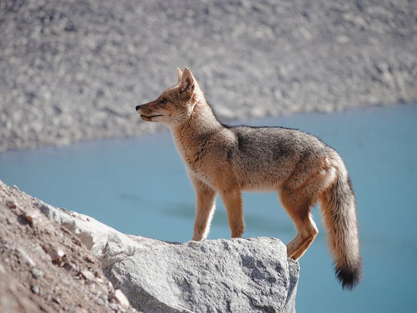 Fox At Alpine Lake